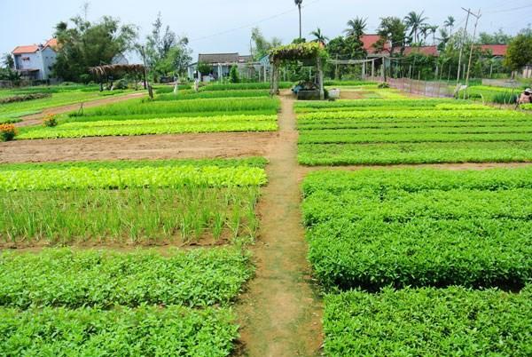 Green House Homestay Hoi An Dış mekan fotoğraf