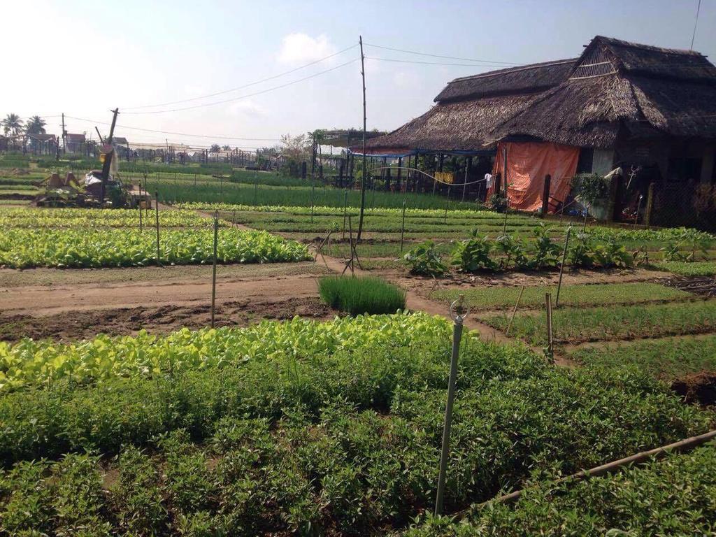 Green House Homestay Hoi An Dış mekan fotoğraf